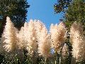 Pampas Grass / Cortaderia selloana